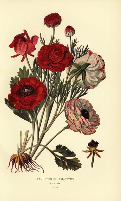 波斯毛茛，Ranunculus asiaticus。 作者 Desire Georges Jean Marie Bois