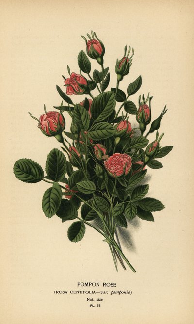绒球玫瑰，Rosa centifolia var. 作者 Desire Georges Jean Marie Bois