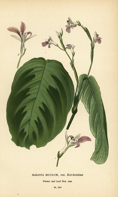 祈祷草，Maranta leuconeura (Maranta bicolor var. Kerchoviana)。由 Desire Bois 根据 Edward Step 的《花园和温室中最受欢迎的花》中的插图绘制的变色版画，弗雷德里克-沃恩，伦敦 作者 Desire Georges Jean Marie Bois
