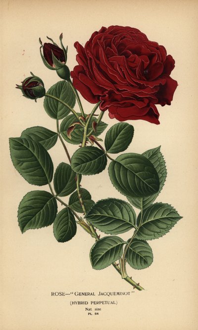 雅克米诺将军玫瑰，混合型永久。 作者 Desire Georges Jean Marie Bois