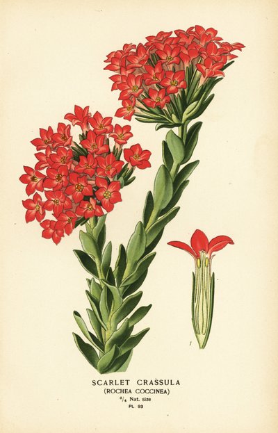 猩红色卡鲁拉，Crassula coccinea。 作者 Desire Georges Jean Marie Bois