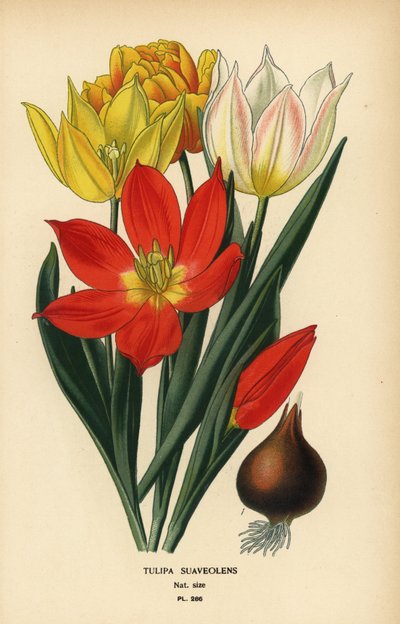 施伦克郁金香、Tulipa suaveolens 或 Tulipa schrenkii。 彩色平版印刷，出自 Desire Bois 的插图，出自爱德华·斯特普 (Edward Step) 最喜欢的花园和温室花卉，弗雷德里克·沃恩 (Frederick Warne)，伦敦 作者 Desire Georges Jean Marie Bois
