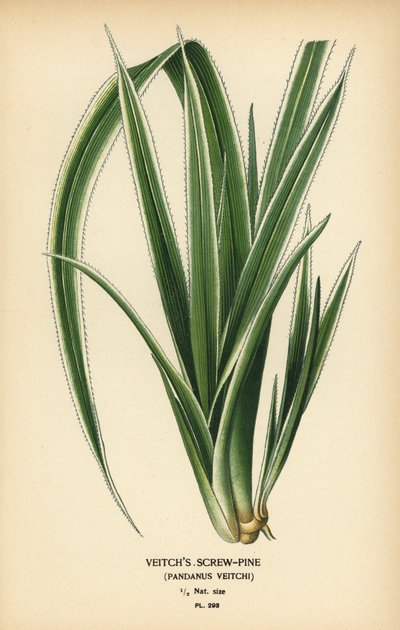 大溪地螺丝松，Pandanus tectorius（Veitch 螺丝松，Pandanus veitchii）。 彩色平版印刷，出自 Desire Bois 的插图，出自爱德华·斯特普 (Edward Step) 最喜欢的花园和温室花卉，弗雷德里克·沃恩 (Frederick Warne)，伦敦 作者 Desire Georges Jean Marie Bois