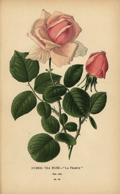 茶玫瑰杂交种，拉法兰西，Rosa × odorata。 作者 Desire Georges Jean Marie Bois