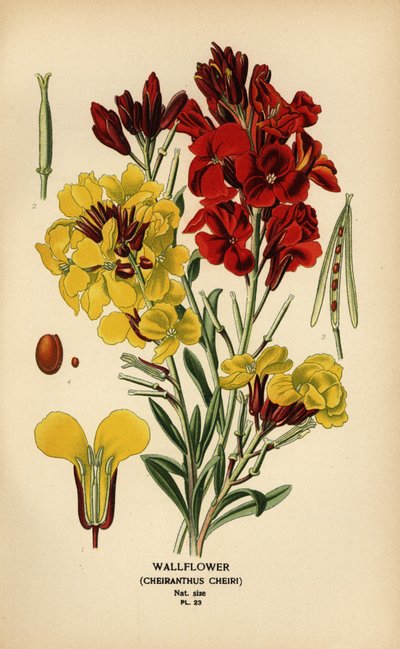 墙花，Erysimum × cheiri。 作者 Desire Georges Jean Marie Bois