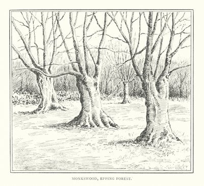 埃平森林蒙克斯伍德（平版） 作者 邓肯·莫尔