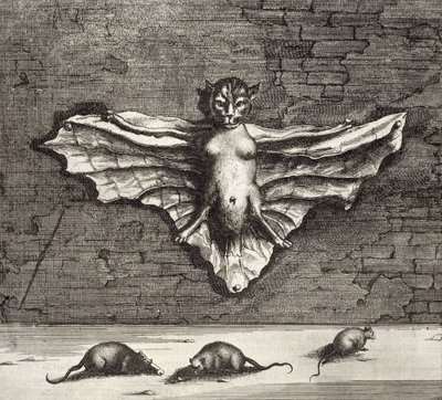 被称为飞行猫的蝙蝠，来自中国，由Athanasius Kircher（1601-80）1667画报 作者 荷兰学校