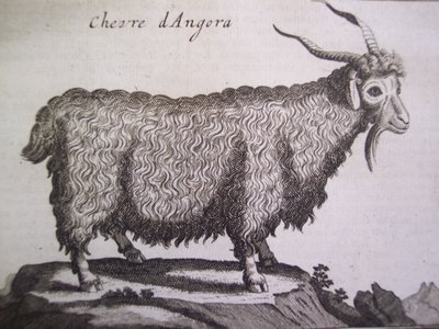 安哥拉山羊，来自阿姆斯特丹Joseph Pitton de Tournefort的航海关系，1718年 作者 荷兰学校