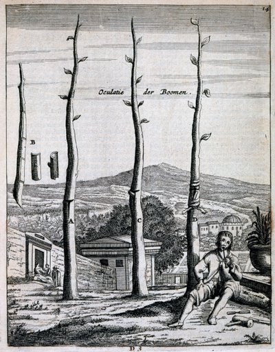 果树，来自Jan Commelin的De Nederlandze Hesperides，于1676年出版 作者 荷兰学校