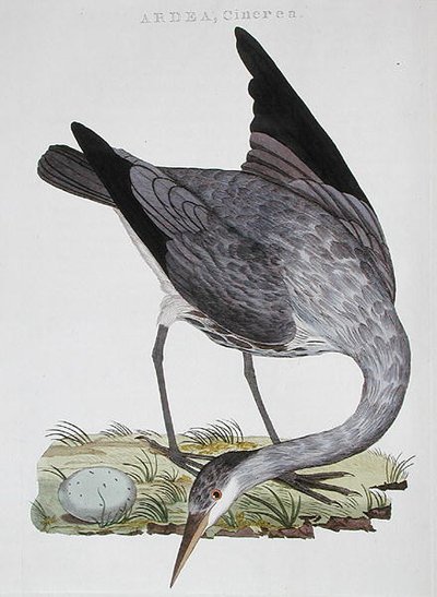 Heron，在阿姆斯特丹出版 作者 荷兰学校