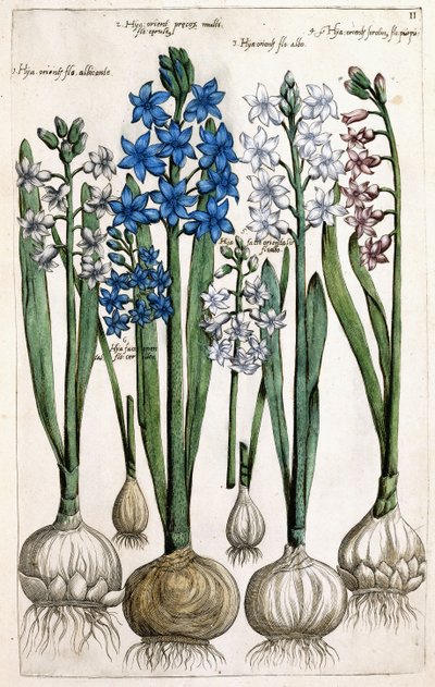 风信子，1631-1647年 作者 荷兰学校