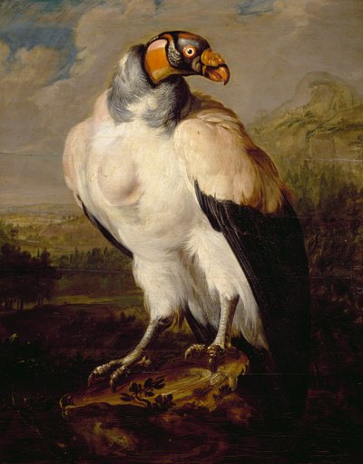 King Vulture，荷兰不知名艺术家的画作，荷兰 作者 荷兰学校