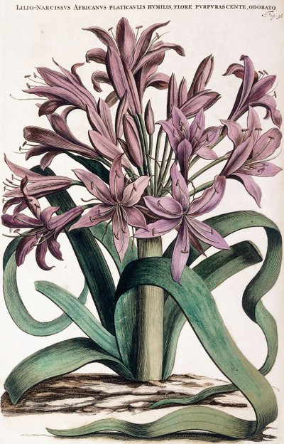 Lillio-Narcissus，1697-1701年 作者 荷兰学校