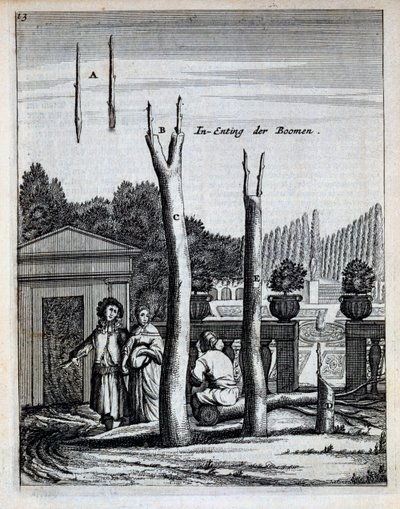 石灰和橘子树，来自De Nederlandze Hesperides，由Jan Commelin于1676年出版 作者 荷兰学校