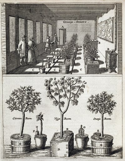 橘园，来自De Nederlandze Hesperides by Jan Commelin，于1676年出版 作者 荷兰学校