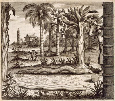 The Stone Snake，来自中国，由Athanasius Kircher（1601-80）1667画报 作者 荷兰学校