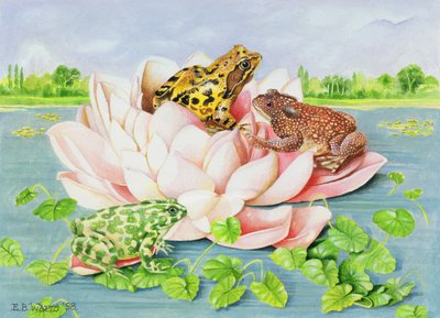 睡莲，1998年（纸上丙烯酸） 作者 EB瓦特