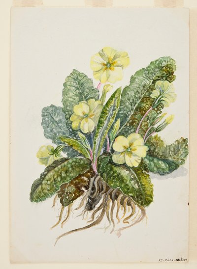 Primula vulgaris Huds Primrose，约1920年代。 作者 EF克劳利
