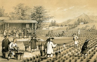 茶叶的培养和制备，中国，1847年。 作者 吉尔克斯