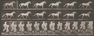 动物运动。对动物连续阶段的电子照相调查......，1880年代。 作者 Eadweard Muybridge