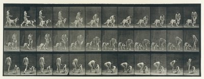 动物运动。对动物连续阶段的电子照相调查......，1880年代。 作者 爱德沃德·迈布里奇