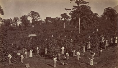 咖啡收割，拉斯努贝斯-危地马拉，1875年。 作者 爱德沃德·迈布里奇