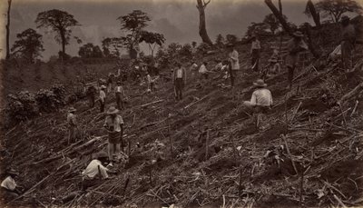 在危地马拉的安提瓜建立咖啡种植园，1875年，1877年出版。 作者 爱德沃德·迈布里奇
