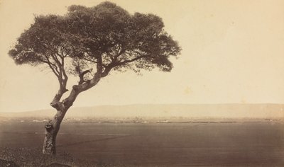 加州沃森维尔附近的无题风景，约1879年。 作者 爱德沃德·迈布里奇