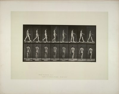 动物运动：雄性骨盆布，1887年。 作者 爱德沃德·迈布里奇