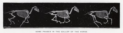 衣着的Muybridge：马驰gall的某些阶段 作者 爱德沃德·迈布里奇