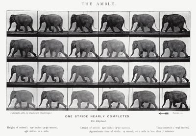 埃德沃德迈布里奇：Amble（黑白照片） 作者 爱德沃德·迈布里奇