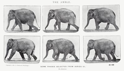 衣着的Muybridge：The Amble 作者 爱德沃德·迈布里奇
