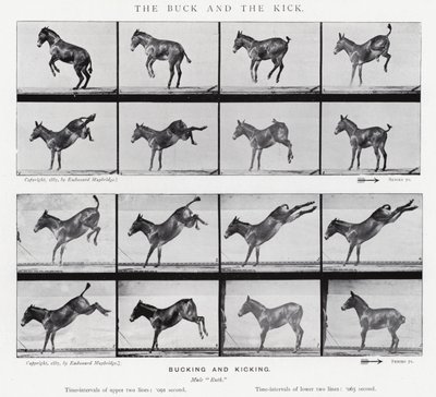 穆布里奇（Eadweard Muybridge）。龅牙和踢腿（黑白照片 作者 Eadweard Muybridge