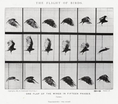 穆布里奇（Eadweard Muybridge）。鸟的飞行（黑白照片 作者 爱德沃德·迈布里奇