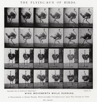 Eadweard Muybridge: The Flying-Run of Birds (b/w photo) 作者 爱德沃德·迈布里奇