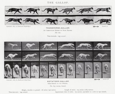 Eadweard Muybridge: The Gallop (b/w photo) 作者 爱德沃德·迈布里奇