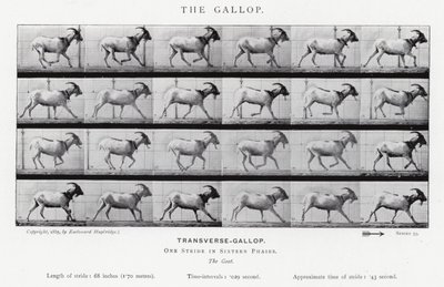 Eadweard Muybridge: The Gallop (b/w photo) 作者 爱德沃德·迈布里奇