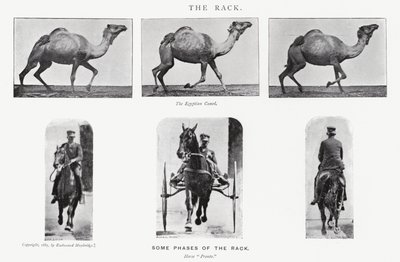 衣着的Muybridge：机架 作者 爱德沃德·迈布里奇
