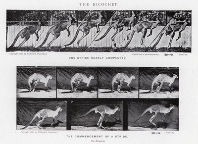 穆布里奇（Eadweard Muybridge）。霹雳火》（黑白照片 作者 爱德沃德·迈布里奇