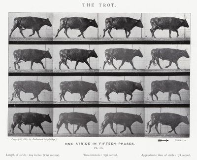 穆布里奇（Eadweard Muybridge）。小跑》（黑白照片 作者 爱德沃德·迈布里奇