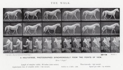 穆布里奇（Eadweard Muybridge）。漫步（黑白照片 作者 爱德沃德·迈布里奇