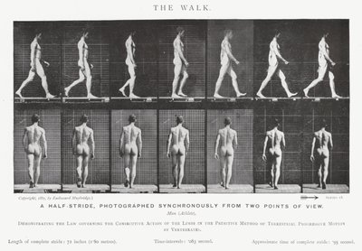 穆布里奇（Eadweard Muybridge）。漫步（黑白照片 作者 爱德沃德·迈布里奇