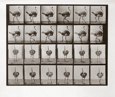 Ostrich Running，来自Animal Locomotion的板772，1887年 作者 爱德沃德·迈布里奇