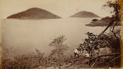 佩里科和弗拉门戈 - 来自巴拿马纳奥斯岛 作者 Eadweard Muybridge