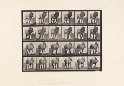 Plate 564.Hauling; Broken Log Chain;Dark-Gray Belgian Horse Dusel 作者 爱德沃德·迈布里奇
