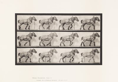 Plate 565.Hauling;Dark-Gray Belgian Horse Dusel 作者 爱德沃德·迈布里奇