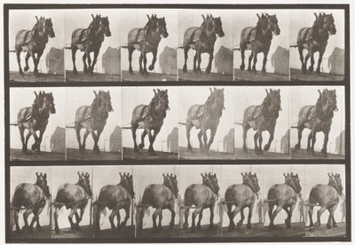 板块566.Hauling;深灰色比利时马杜塞尔，1885年 作者 爱德沃德·迈布里奇