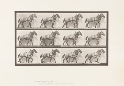 板块567.Hauling;深灰色比利时马比利，1885年 作者 爱德沃德·迈布里奇