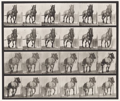 Plate 568. Hauling;Dark-Gray Belgian Horse Billy 作者 爱德沃德·迈布里奇