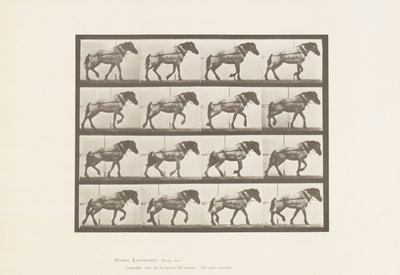 板块569.Hauling;深灰色比利时马汉塞尔，1885年 作者 爱德沃德·迈布里奇